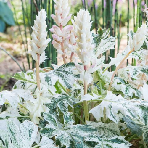 Tarka levelű medveköröm - Acanthus mollis "Whitewater"