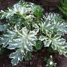 Tarka levelű medveköröm - Acanthus mollis "Whitewater"