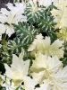 Tarka levelű medveköröm - Acanthus mollis "Whitewater"