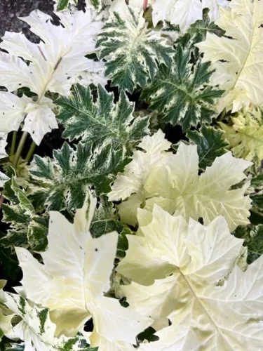 Tarka levelű medveköröm - Acanthus mollis "Whitewater"