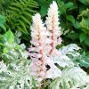 Tarka levelű medveköröm - Acanthus mollis "Whitewater"