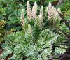 Tarka levelű medveköröm - Acanthus mollis "Whitewater"
