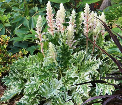 Tarka levelű medveköröm - Acanthus mollis "Whitewater"