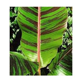   Télálló csíkos levelű banán - Musa Sikkimensis " Red Tiger"