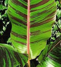 Télálló csíkos levelű banán - Musa Sikkimensis " Red Tiger"