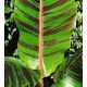 Télálló csíkos levelű banán - Musa Sikkimensis " Red Tiger"