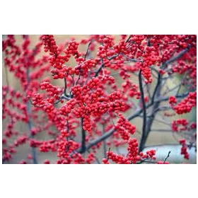 Mocsári Magyal - Ilex Verticillata