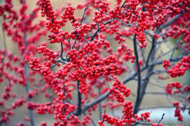 Mocsári Magyal - Ilex Verticillata