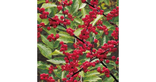 Mocsári Magyal - Ilex Verticillata