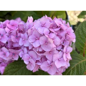   Kerti hortenzia - Hydrangea macrophylla "Endless Summer Bloomstar"