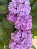 Kerti hortenzia - Hydrangea macrophylla "Endless Summer Bloomstar"