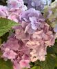 Kerti hortenzia - Hydrangea macrophylla "Endless Summer Bloomstar"