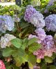 Kerti hortenzia - Hydrangea macrophylla "Endless Summer Bloomstar"