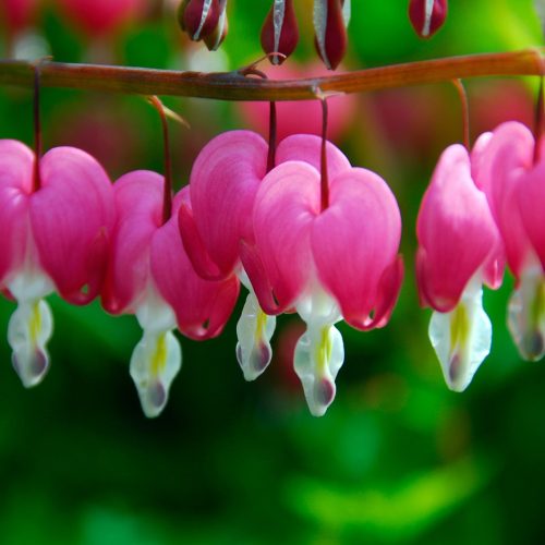 Szívvirág fehér - Dicentra spectabilis