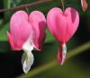 Szívvirág fehér - Dicentra spectabilis