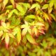 Japán jugar - Acer palmatum "LIttle Princess"