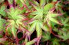 Japán jugar - Acer palmatum "LIttle Princess"