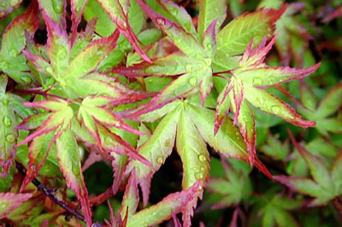 Japán jugar - Acer palmatum "LIttle Princess"