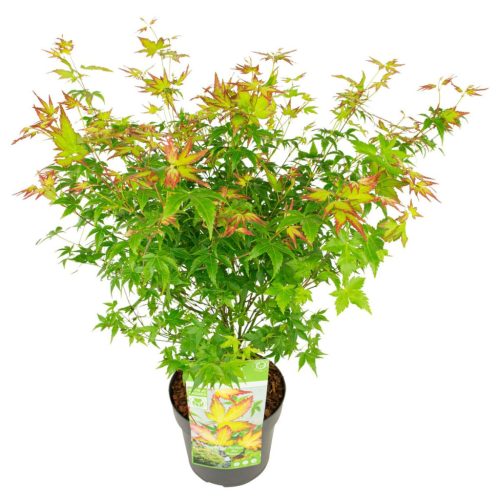 Japán jugar - Acer palmatum "LIttle Princess"