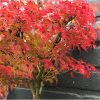 Japán jugar - Acer palmatum "LIttle Princess"