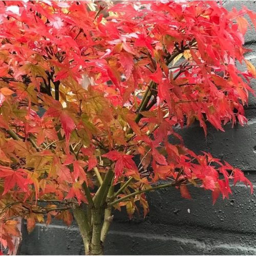 Japán jugar - Acer palmatum "LIttle Princess"