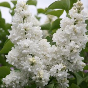 Orgona - Syringa vulgaris "Madame Lemoine"
