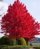 Őszi Tűzjuhar - Acer × freemanii ‘Autumn Blaze’ Cs9