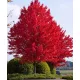 Őszi Tűzjuhar - Acer × freemanii ‘Autumn Blaze’ Cs9
