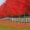 Őszi Tűzjuhar - Acer × freemanii ‘Autumn Blaze’ Cs9