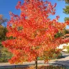 Őszi Tűzjuhar - Acer × freemanii ‘Autumn Blaze’ Cs9