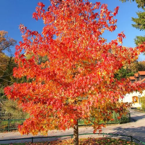 Őszi Tűzjuhar - Acer × freemanii ‘Autumn Blaze’ Cs9