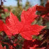 Őszi Tűzjuhar - Acer × freemanii ‘Autumn Blaze’ Cs9
