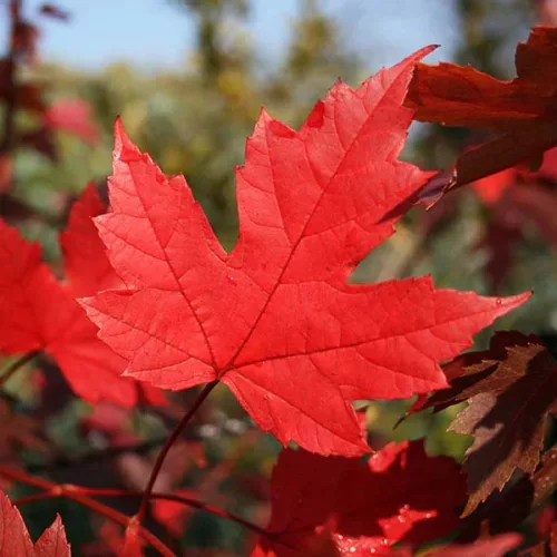 Őszi Tűzjuhar - Acer × freemanii ‘Autumn Blaze’ Cs9