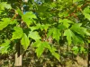 Őszi Tűzjuhar - Acer × freemanii ‘Autumn Blaze’ Cs9