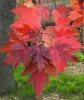 Őszi Tűzjuhar - Acer × freemanii ‘Autumn Blaze’ Cs9