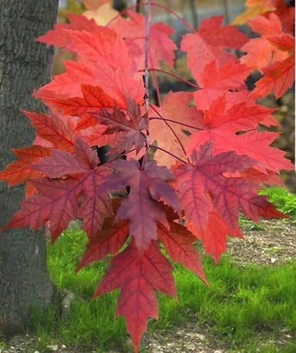 Őszi Tűzjuhar - Acer × freemanii ‘Autumn Blaze’ Cs9