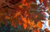 Őszi Tűzjuhar - Acer × freemanii ‘Autumn Blaze’ Cs9