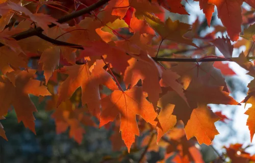 Őszi Tűzjuhar - Acer × freemanii ‘Autumn Blaze’ Cs9