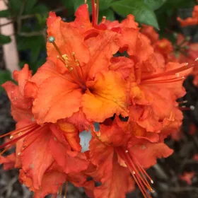 Japán Azálea - Azalea "Gibraltar"