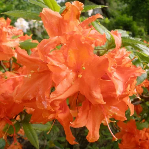Japán Azálea - Azalea "Gibraltar"