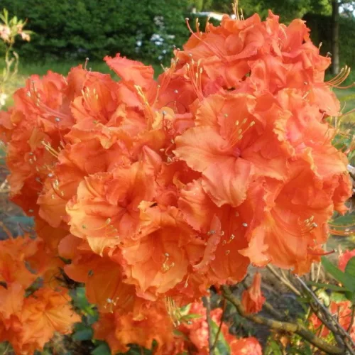Japán Azálea - Azalea "Gibraltar"