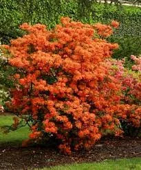 Japán Azálea - Azalea "Gibraltar"