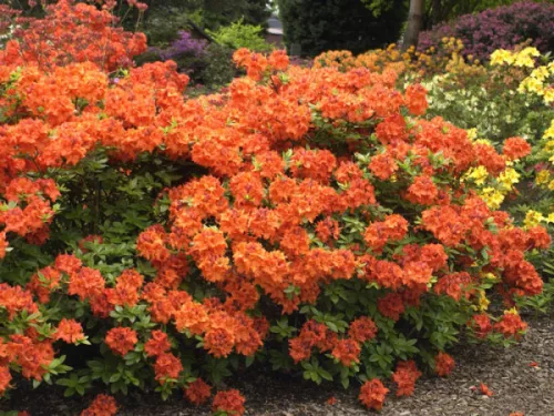 Japán Azálea - Azalea "Gibraltar"