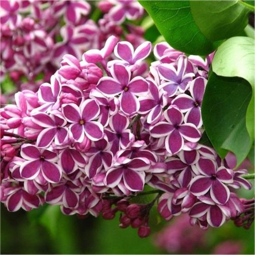 Orgona - Syringa vulgaris "Sensation"