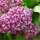 Orgona - Syringa vulgaris "Sensation"