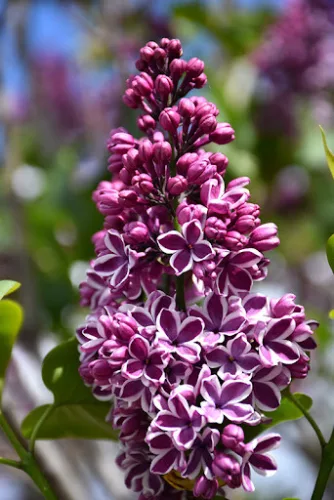 Orgona - Syringa vulgaris "Sensation"