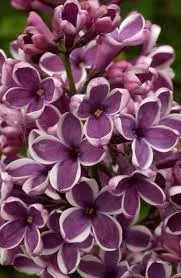 Orgona - Syringa vulgaris "Sensation"