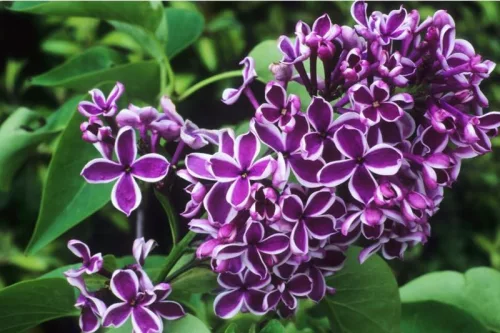 Orgona - Syringa vulgaris "Sensation"