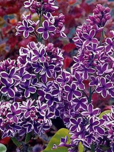 Orgona - Syringa vulgaris "Sensation"