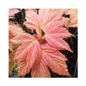 Rózsaszín hajtású gömbjuhar - Acer platanoides ‘Brilliantissimum’